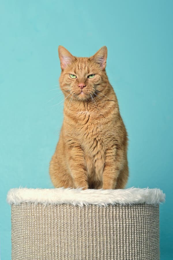 Кот вертикальное фото Funny Red Cat Sitting on the Scratching Post .with Grumpy Expression Stock Photo