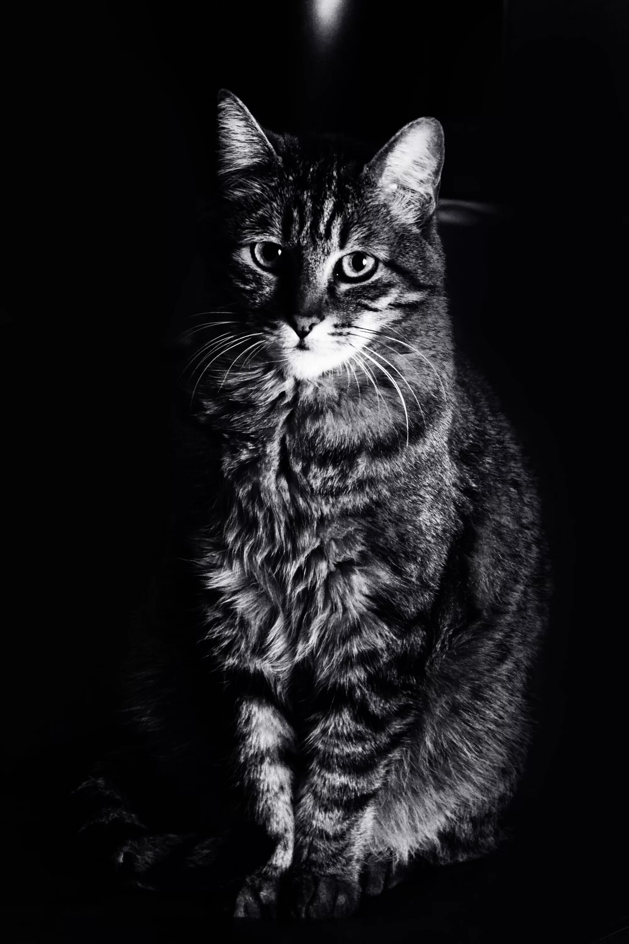 Кот вертикальное фото Free Images : black and white, feline, darkness, black cat, black white, whisker