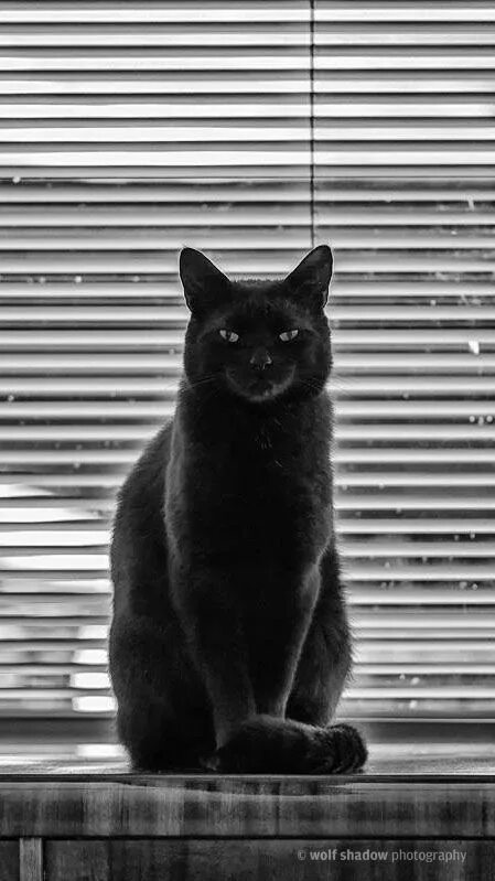 Кот вертикальное фото Pin by Raw Organic Vegan on Cats Black cat, Cats, Crazy cats