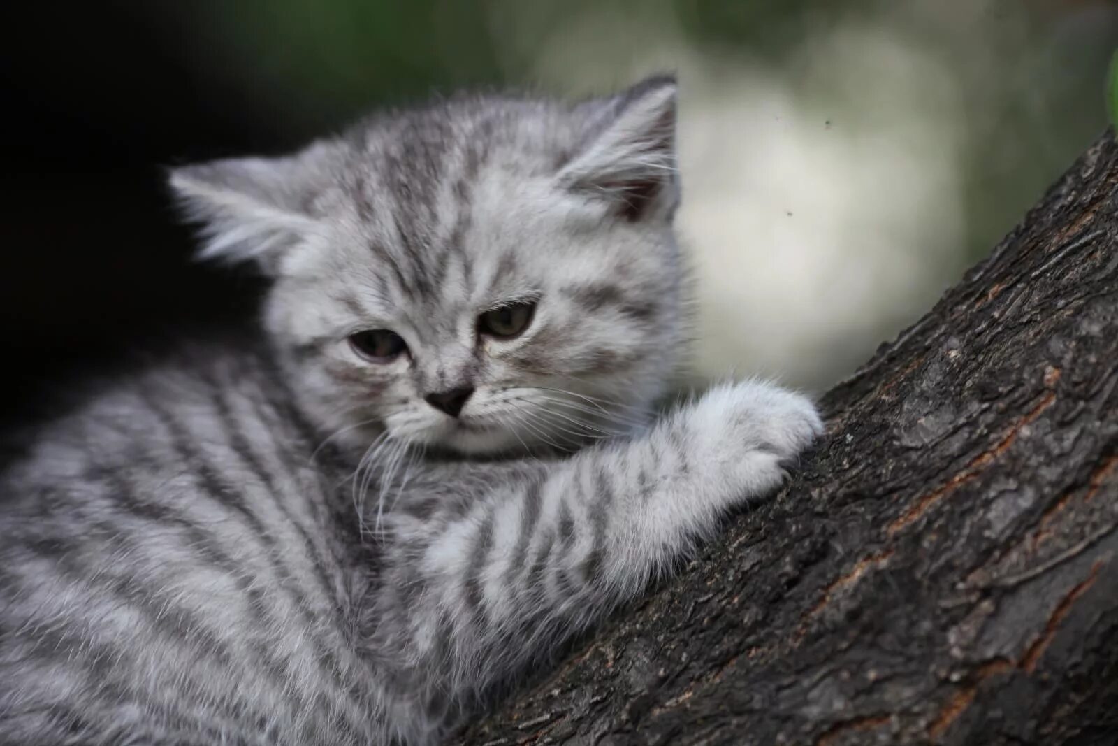 Кот вискас фото Шотландские серебристые котята - "вискас" - Кошки - Все Вместе