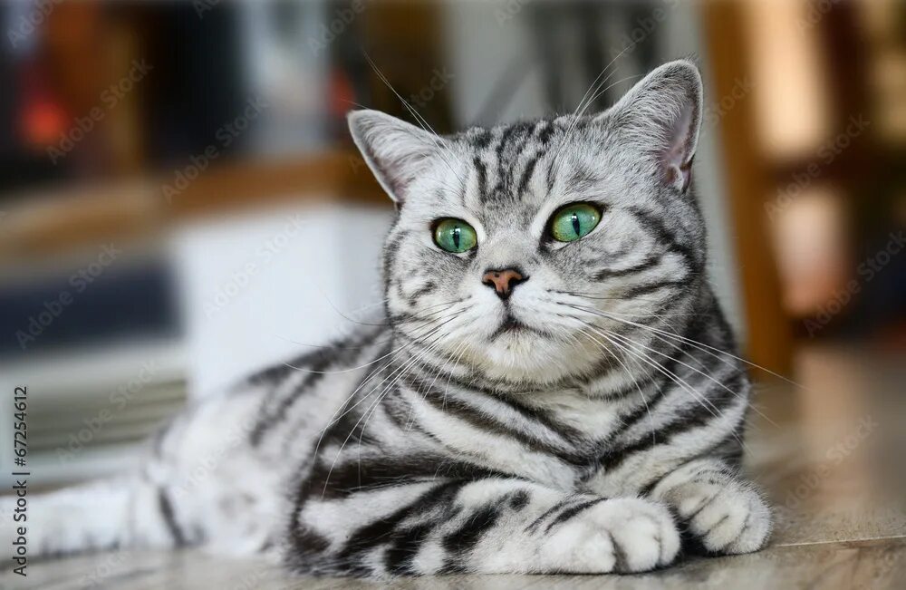 Кот вискас фото Stubenkater - Britisch Kurzhaar фотография Stock Adobe Stock