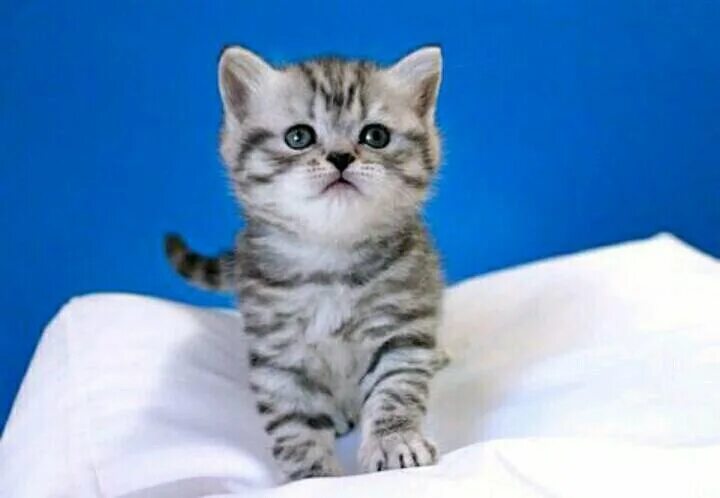 Кот вискас фото Неактивно