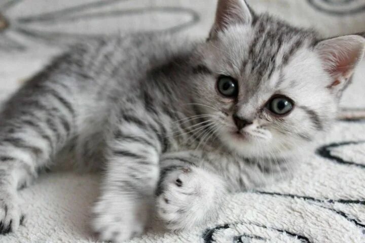 Кот вискас фото Неактивно