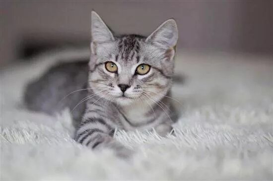 Кот вискас фото Кот Из Рекламы Вискас Фото - Telegraph