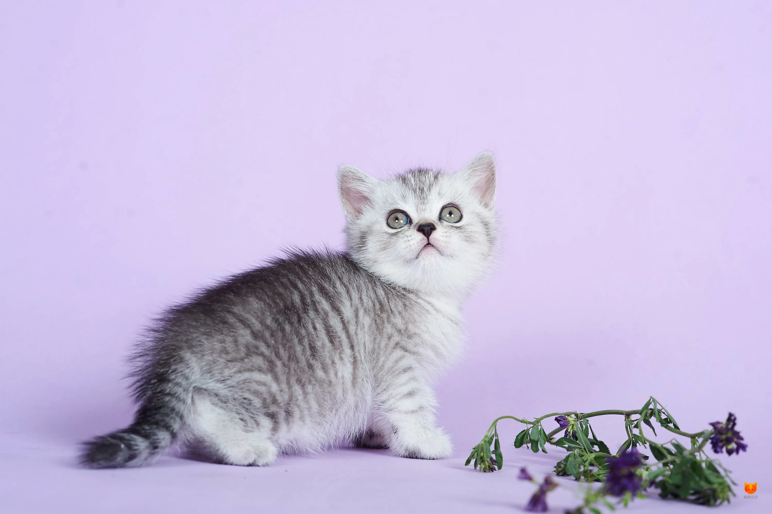 Кот вискас фото Купить британского котенка по кличке Evan черного серебристого пятнистого (виска