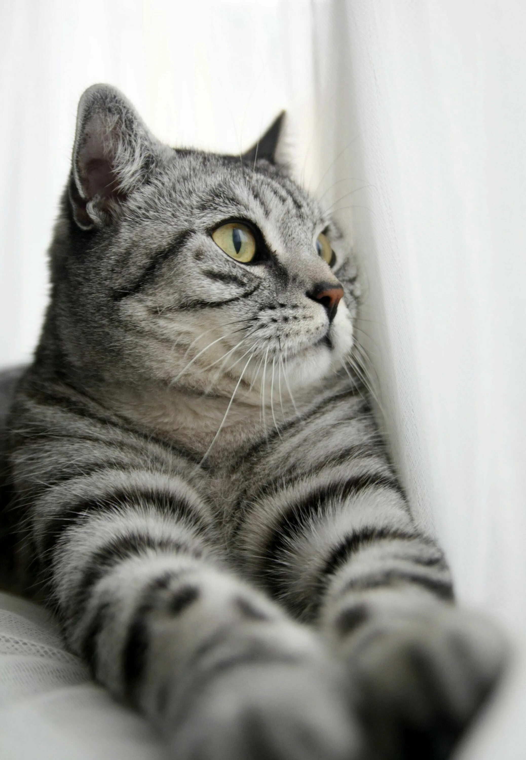 Кот вискас фото Meet Merlin the destroyer of headphones. Cute cats, Cats, Pretty cats