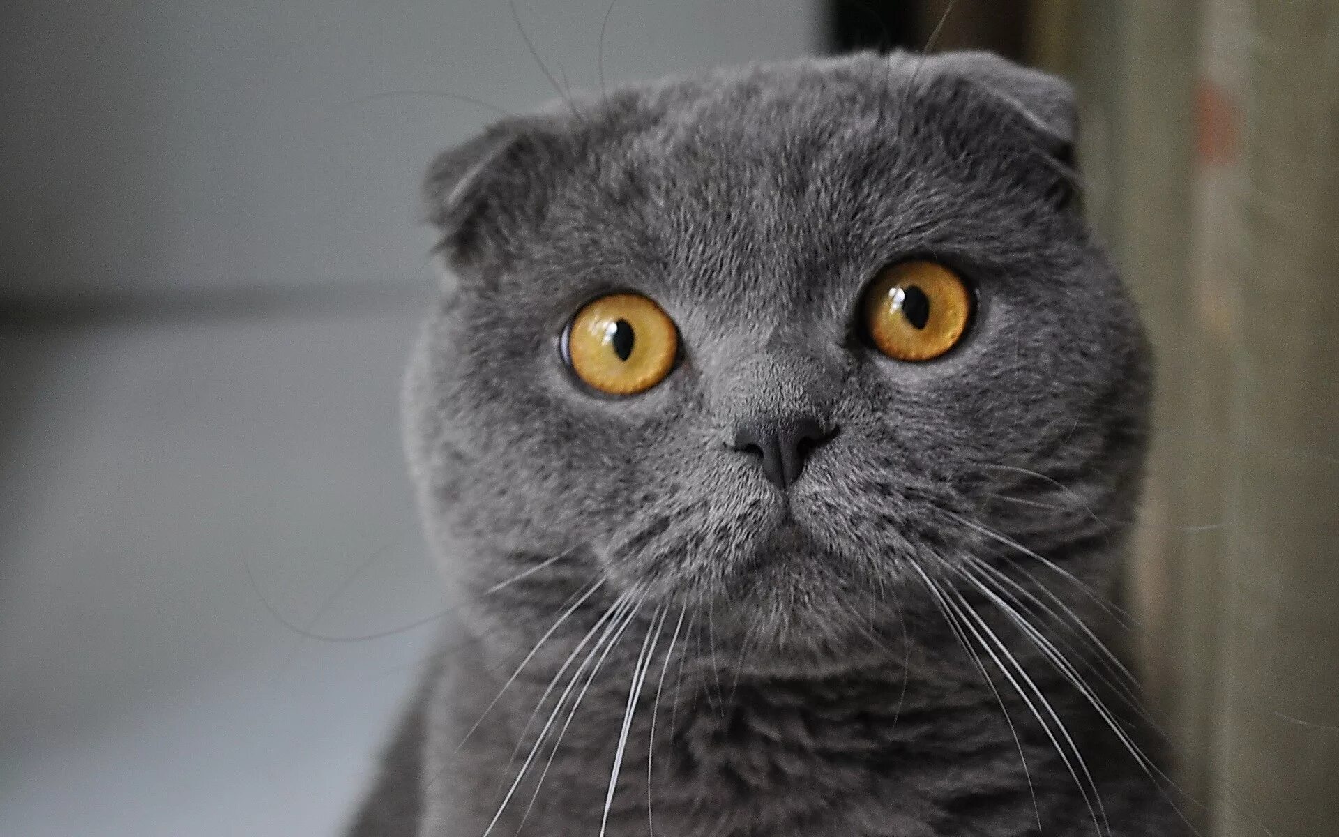 Кот вислоухий шотландец фото серый Wallpaper : face, black, eyes, nose, whiskers, British shorthair, charming, faun