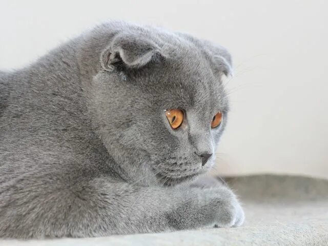 Кот вислоухий шотландец фото серый Cute gray Scottish Fold cat with brown eyes Милые котики, Серые кошки, Шотландск