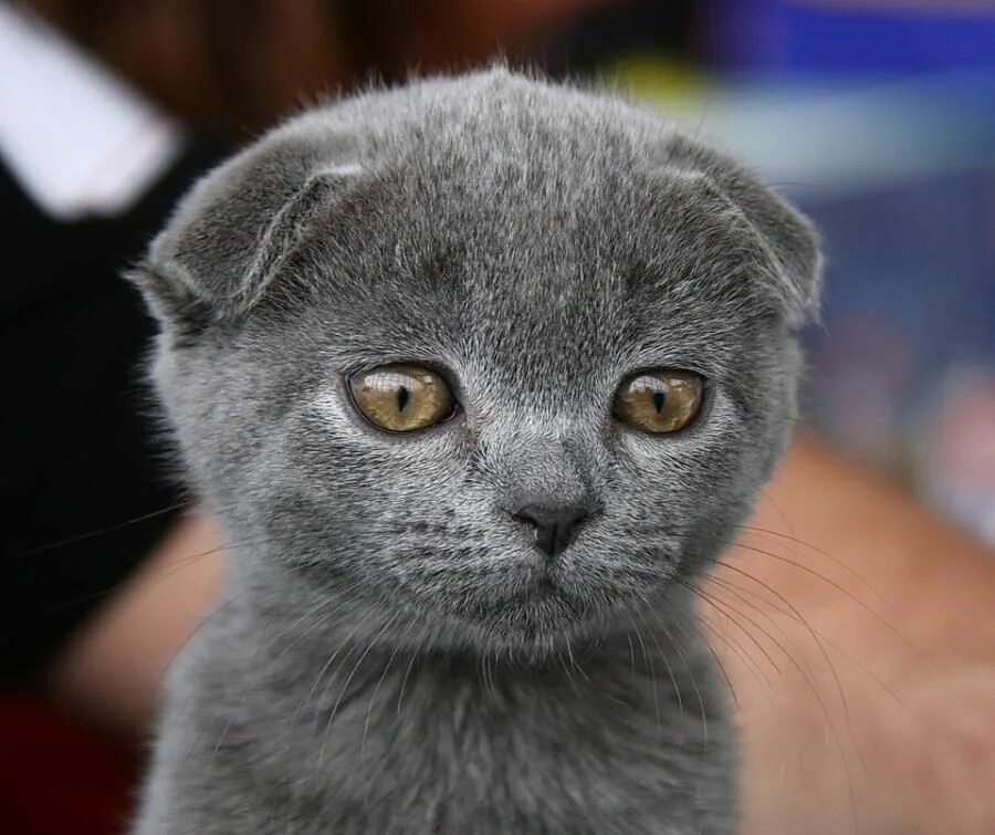 Кот вислоухий шотландец фото серый Cat by Sergey Semin Cats and kittens, Cute animals, Cat scottish fold