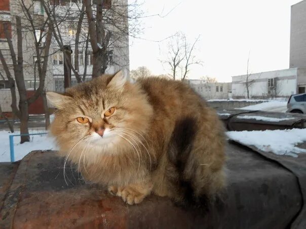Кот владимир фото Фотографии со страницы сообщества "Кот Владимира Фомина" - Фотография 1 из 1 ВКо