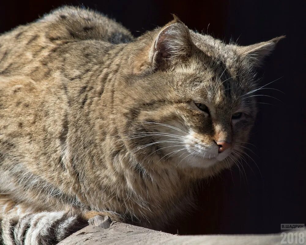 Кот владимир фото Степной кот :: Владимир Шадрин - Социальная сеть ФотоКто
