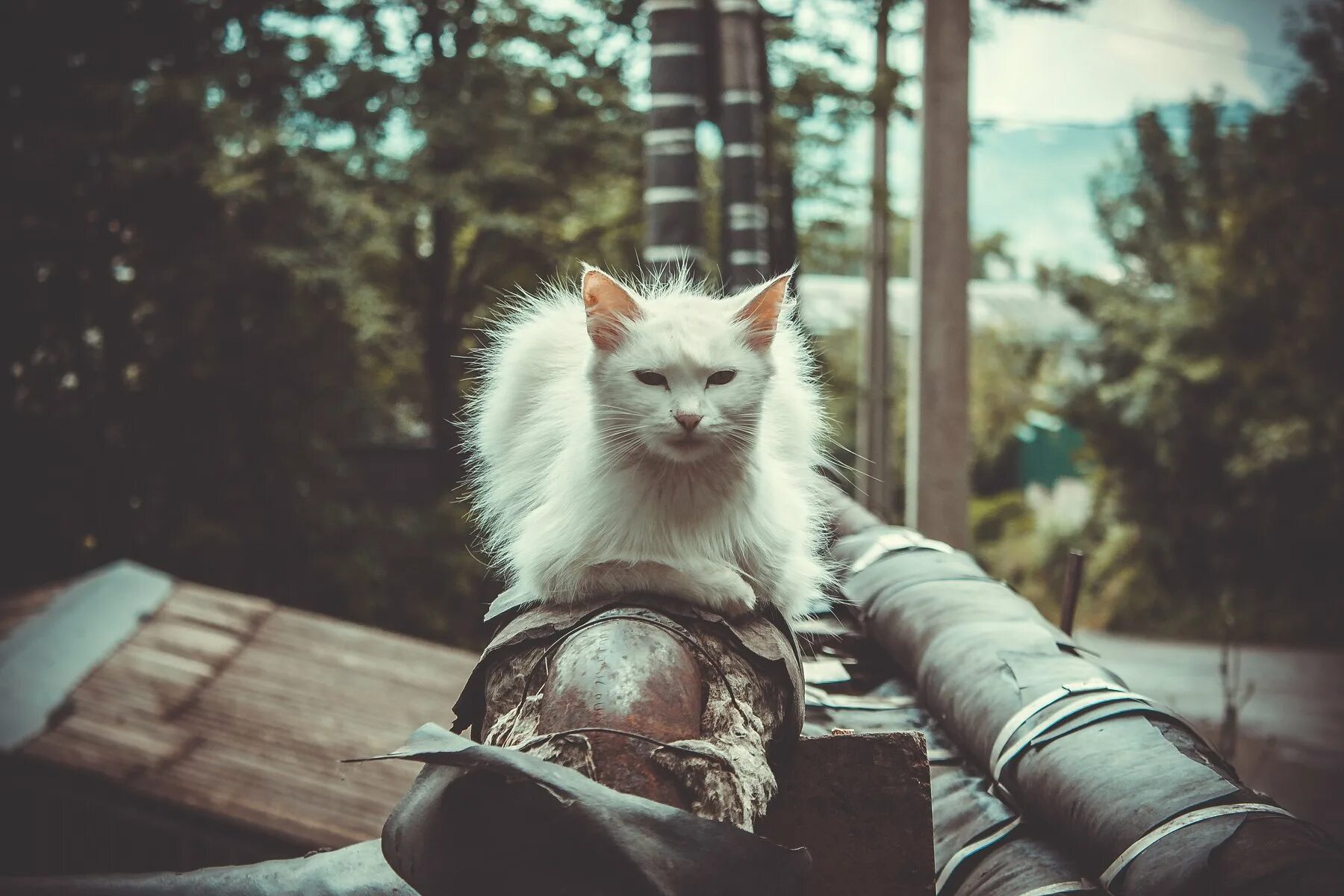 Кот владимир фото белый кот. Photographer Vladimir Kedrov
