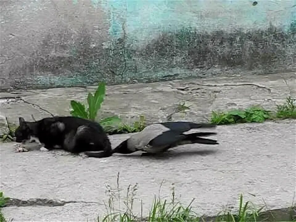 Кот ворон фото "Урок" от вороны Георгий Жаркой Дзен