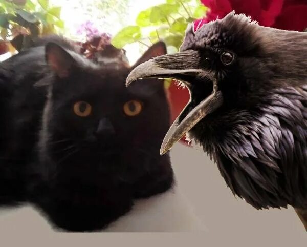 Кот ворон фото Как ворона у кота рыбу хотела украсть... Солнечный кот Дзен