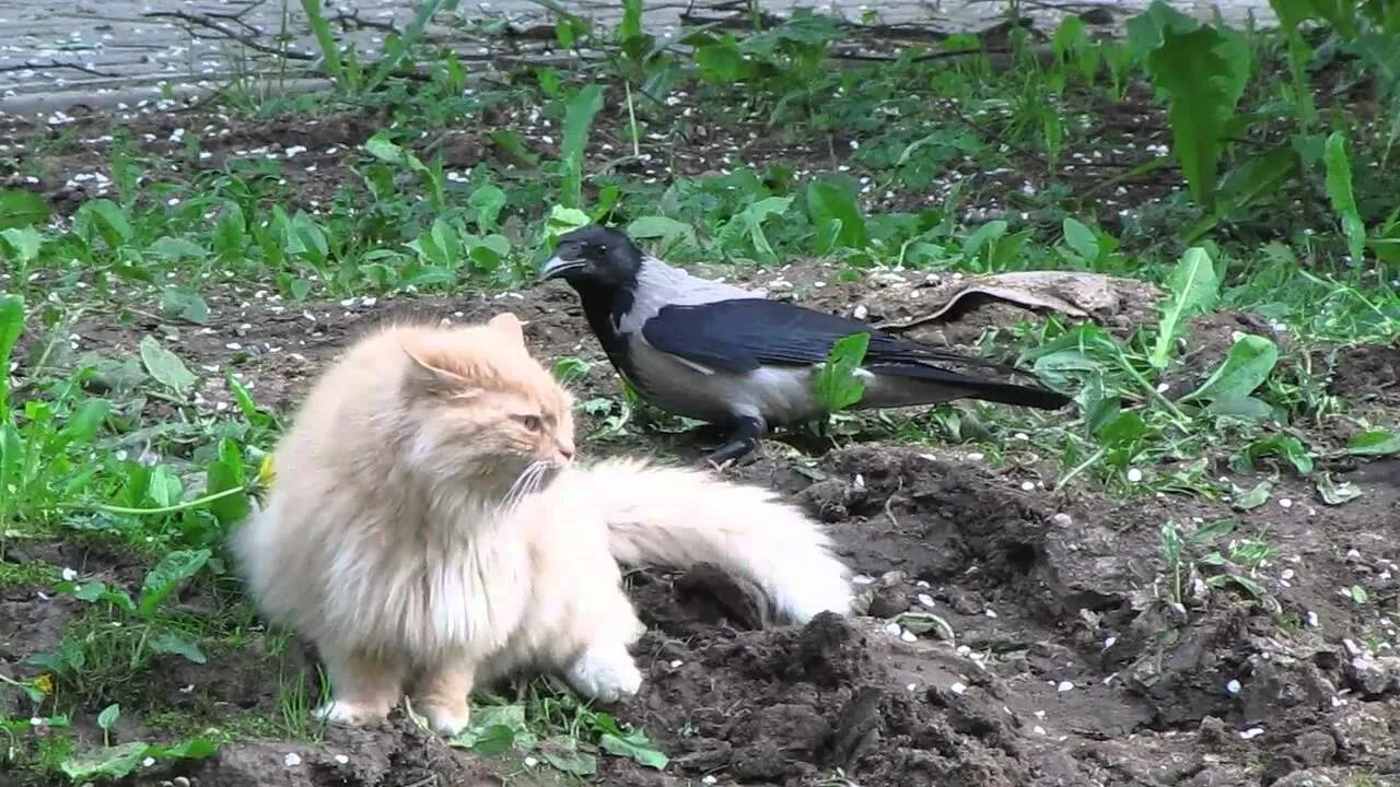 Кот ворон фото Кот и ворона - часть 4 - YouTube