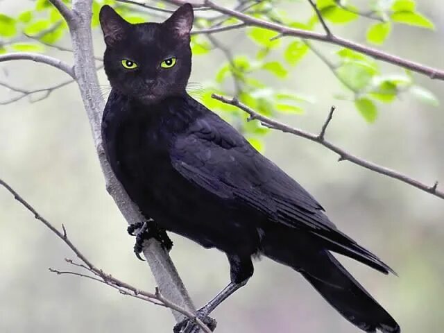 Кот ворон фото Unique Images 0ne for the Album Photoshopped animals, Bizarre animals, Animal ma