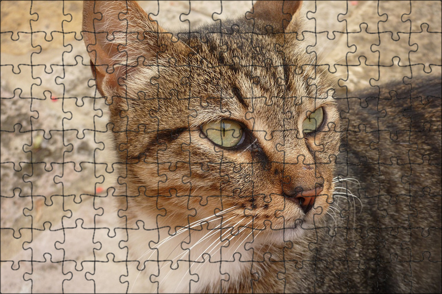 Кот восточная ул 11а фото Магнитный пазл 27x18см."Кошка, животное, лицо" на холодильник - купить с доставк