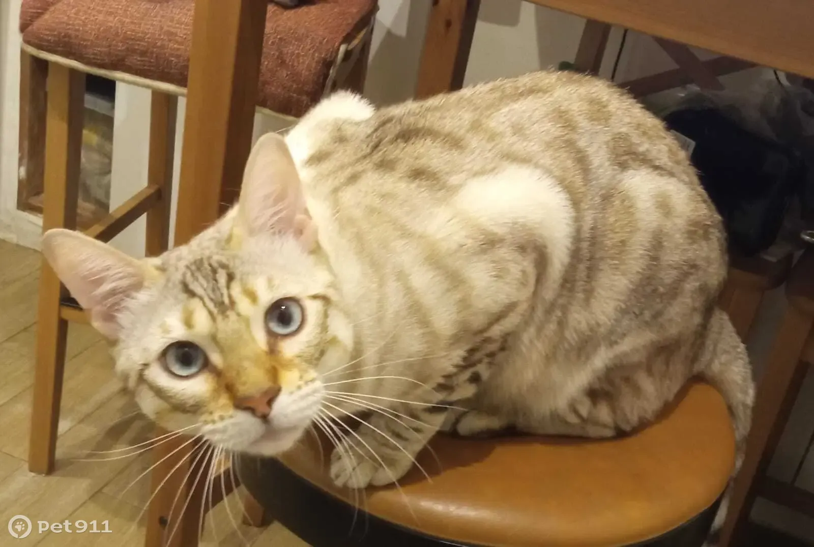 Кот восточная ул 11а фото Пропала кошка Кот, Восточная улица Pet911.ru