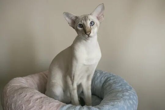 Кот восточная ул 11а фото Oriental Cat Изображения: просматривайте стоковые фотографии, векторные изображе