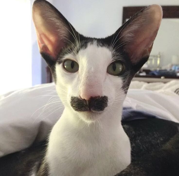 Кот восточная ул 11а фото Meet Stache! You can follow him on Twitter @DaRealStacheCat or Like his Facebook