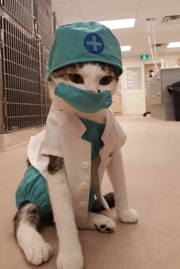 Кот врач фото Pin em cats