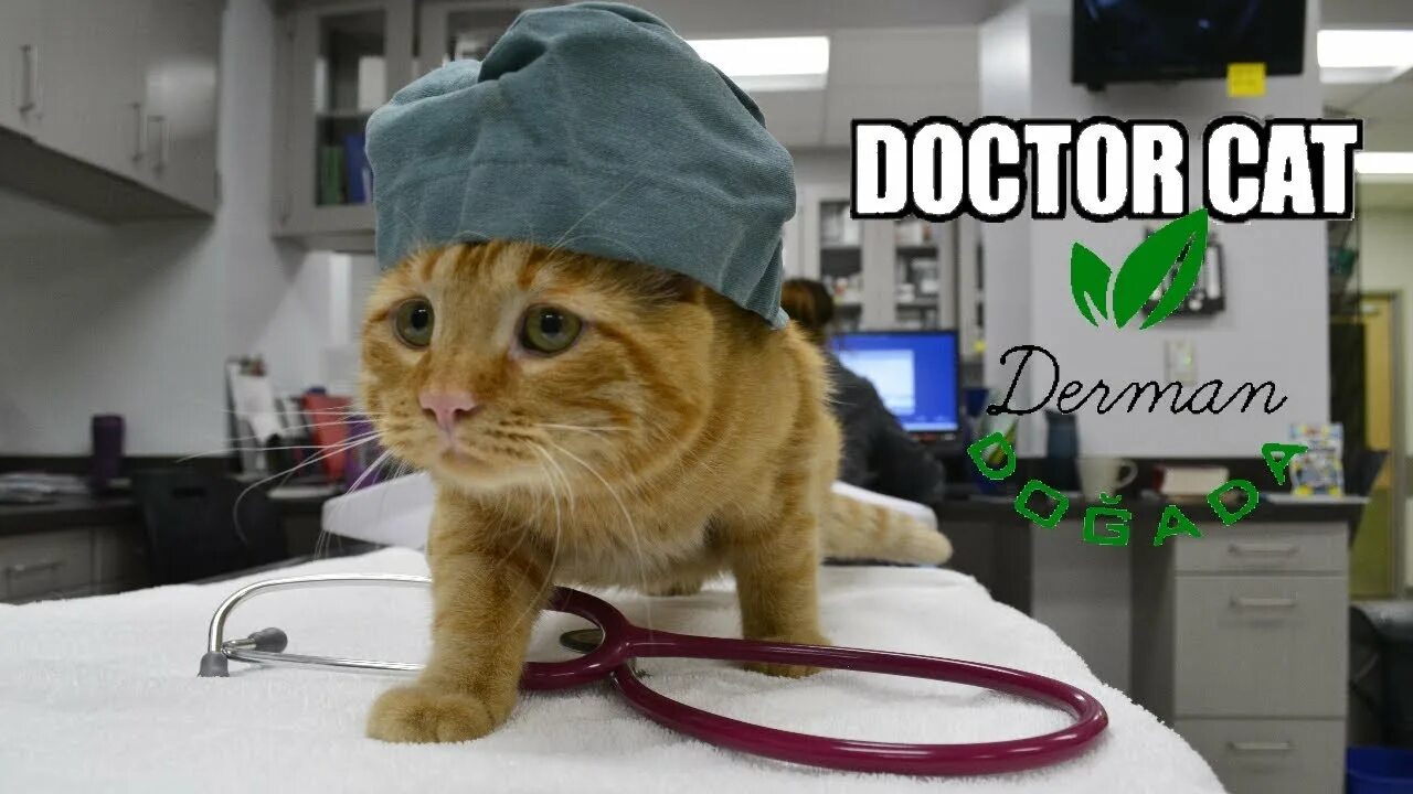 Кот врач фото Mır Terapisi & Doktor Kediler Ve İnsanlar - YouTube
