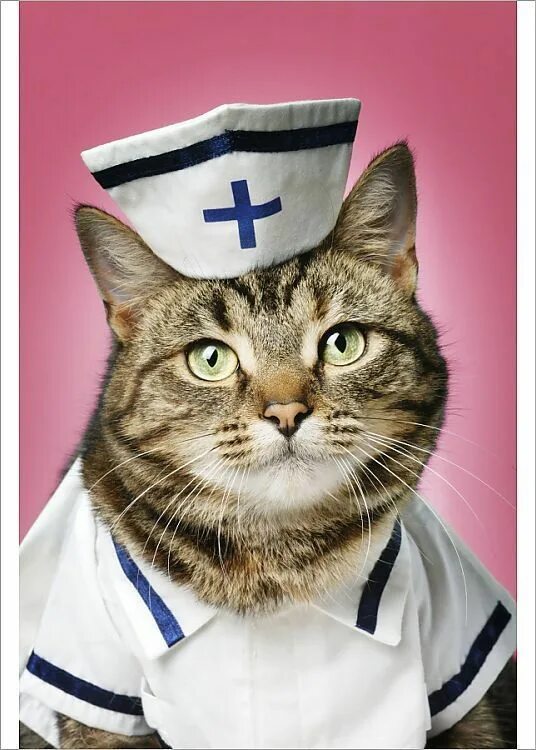 Кот врач фото Print of CAT. Tabby cat dressed as nurse Cat dresses, Tabby cat, Nurse cat