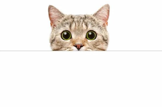 Кот выглядывает фото Cat Peeking Images - Browse 45,698 Stock Photos, Vectors, and Video Adobe Stock