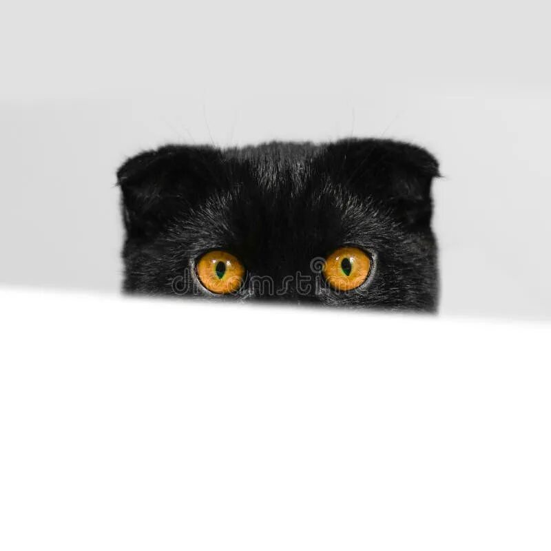 Кот выглядывает фото 34,298 White Yellow Cat Face Stock Photos - Free & Royalty-Free Stock Photos fro