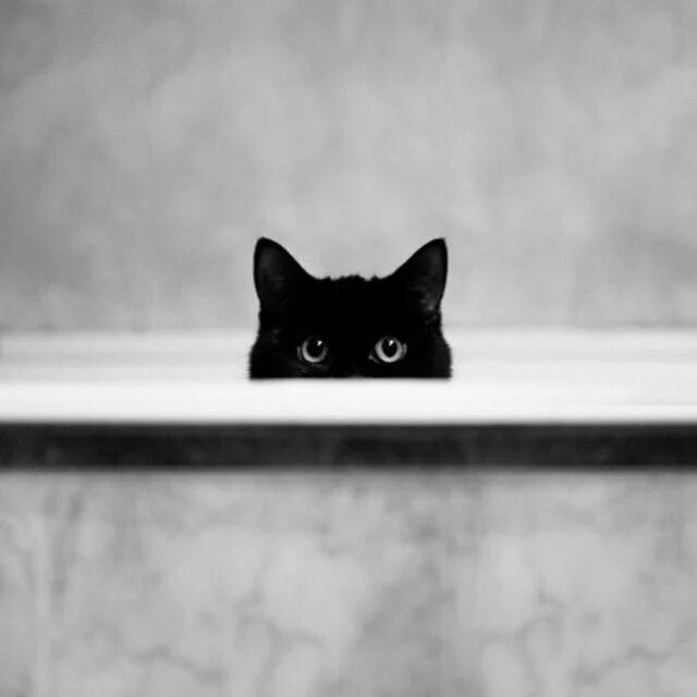 Кот выглядывает фото Pin by Sonja Berner on Katzen Cats and kittens, Crazy cats, Cats