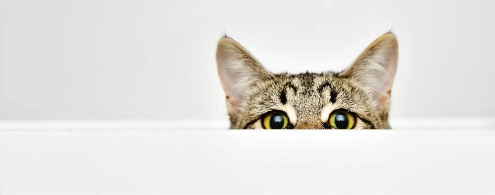 Кот выглядывает фото 3 Designers, 3 Different Backgrounds, All Thriving in Tech