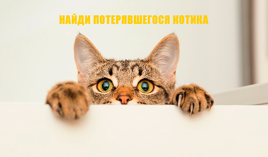 Кот выглядывает фото Найди Потерявшегося Котика (Vixem ұсынады) - Яндекс Игры сервисінде тегін онлайн