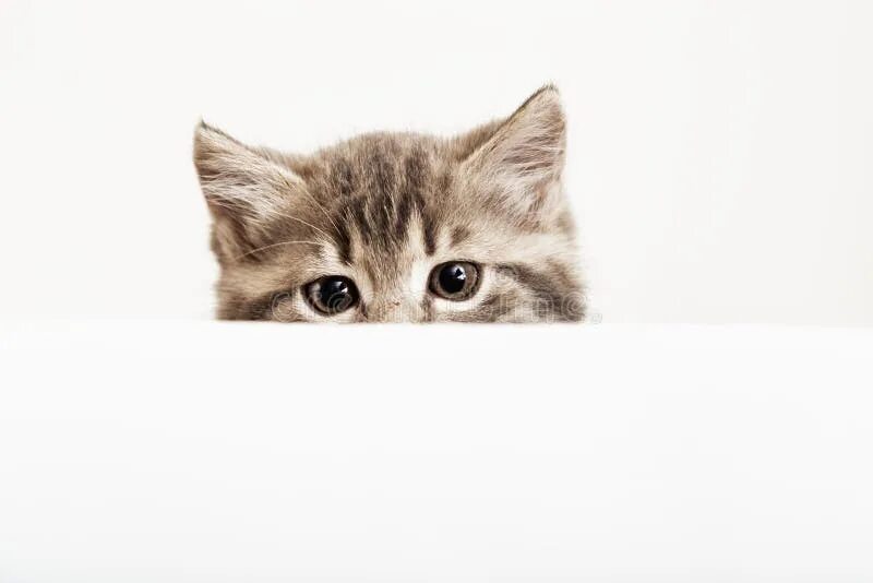 Кот выглядывает фото Глава котенка с лапой по Peeking над пустым белым плакат знака. Котёнок питомца 