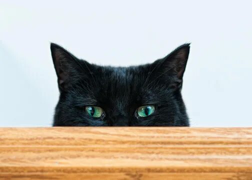 Кот выглядывает фото Mischievous Cat Изображения: просматривайте стоковые фотографии, векторные изобр