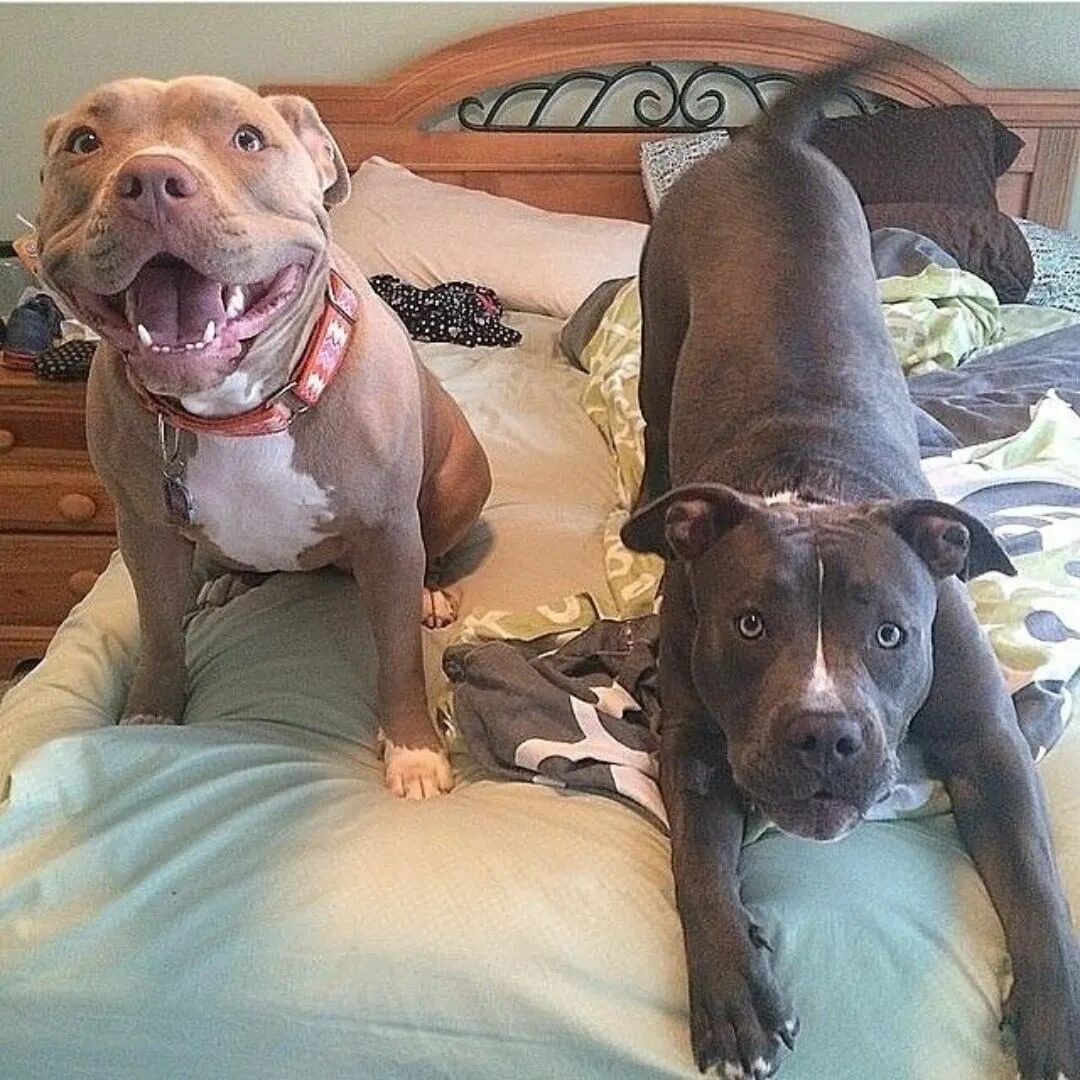 Кот вырос с питбулями фото Pin on Pitbull Pictures