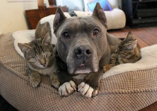 Кот вырос с питбулями фото Rescue Pit Bulls Act As 'Surrogate Moms' To 3 Newly Blind Cats Animals friendshi