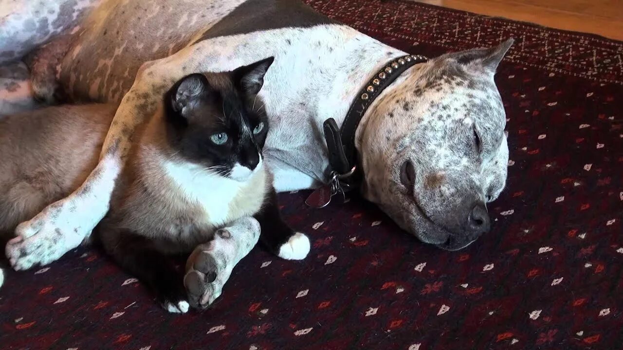 Кот вырос с питбулями фото Cat and Dog Cuddling. Pit Bull Sharky LOVES Snowshoe cat Max-Arthur - YouTube