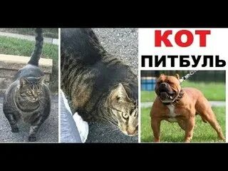 Кот вырос с питбулями фото Лютые приколы. Кот-питбуль! САМЫЙ ЛЮТЫЙ КОТ.. - Видео ВКонтакте