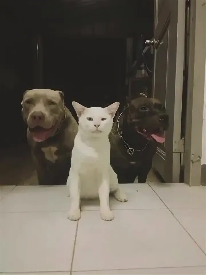 Кот вырос с питбулями фото White Cat Raised by Pitbulls TikTok