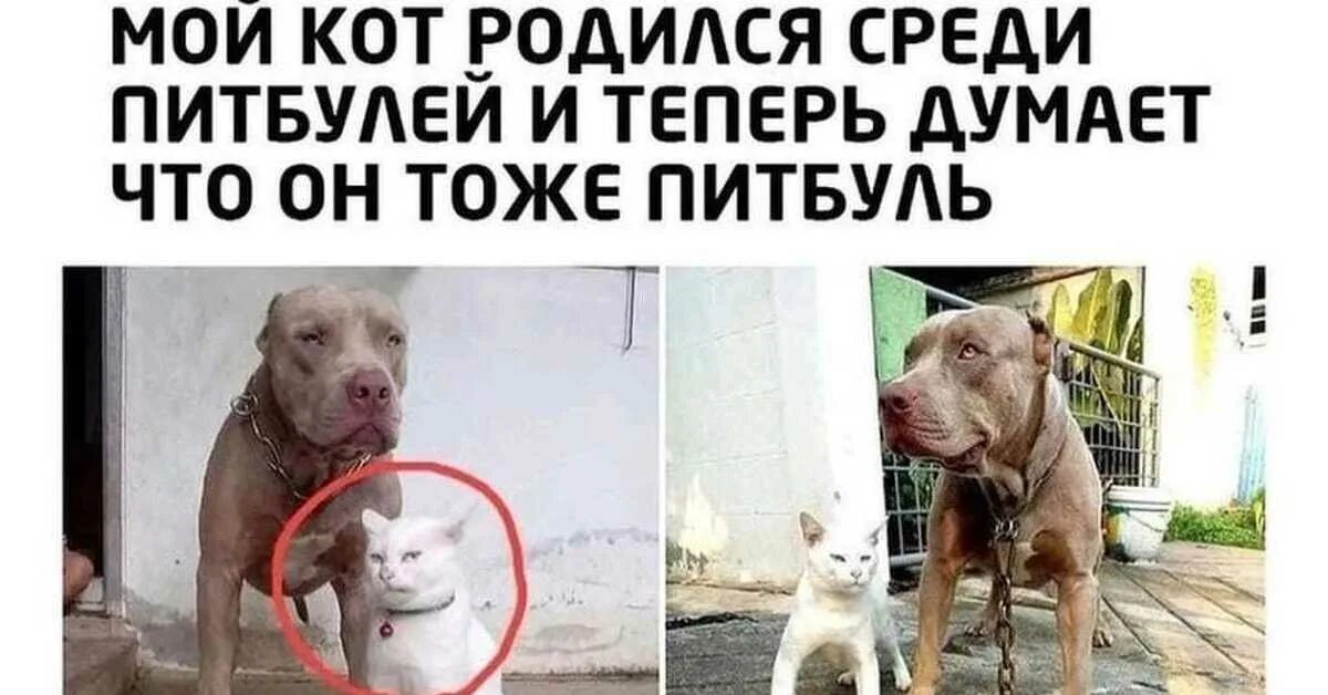 Кот вырос с питбулями фото Кисбуль Пикабу