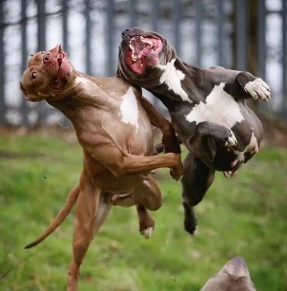 Кот вырос с питбулями фото The Other Brain (born again nerd) Bully breeds dogs, Cute animals, Beautiful dog