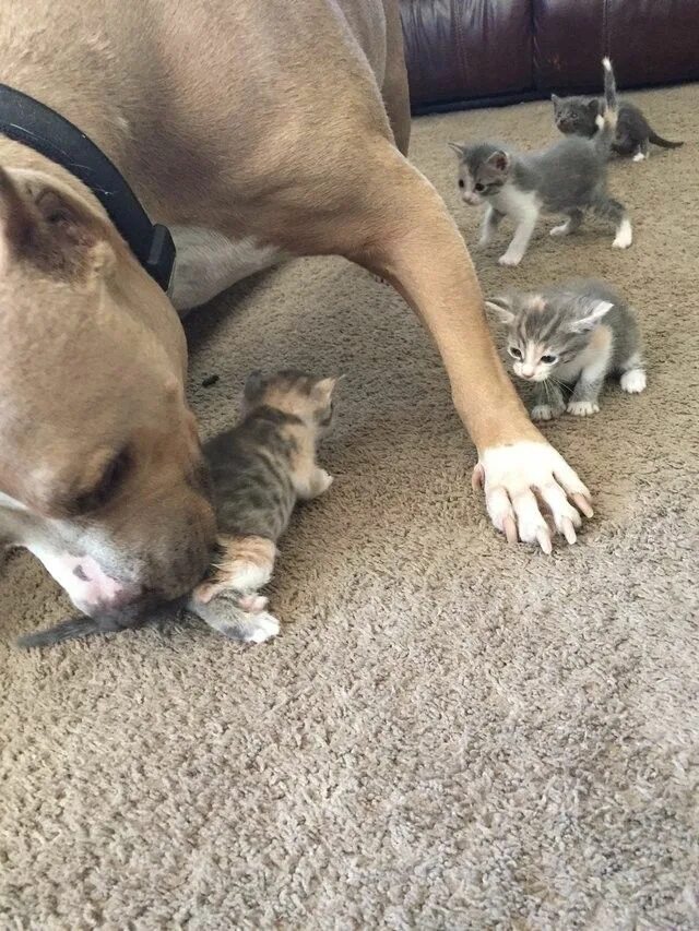 Кот вырос с питбулями фото Питбуль, которому доверили воспитывать котят Pitbulls, Cats and kittens, Kittens