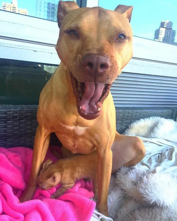 Кот вырос с питбулями фото Спасенный питбультерьер подружился с котенком Pitbulls, Kittens, Dogs