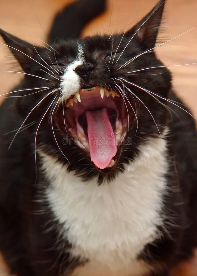 Кот зевает фото 1,369 Black Cat Yawn Stock Photos - Free & Royalty-Free Stock Photos from Dreams