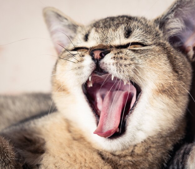 Кот зевает фото Page 3 Yawning Cat Images - Free Download on Freepik