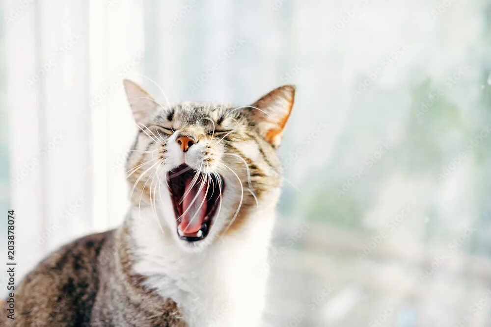 Кот зевает фото cat yawns close-up фотография Stock Adobe Stock