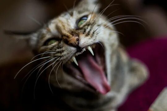 Кот зевает фото Hissing Изображения: просматривайте стоковые фотографии, векторные изображения и