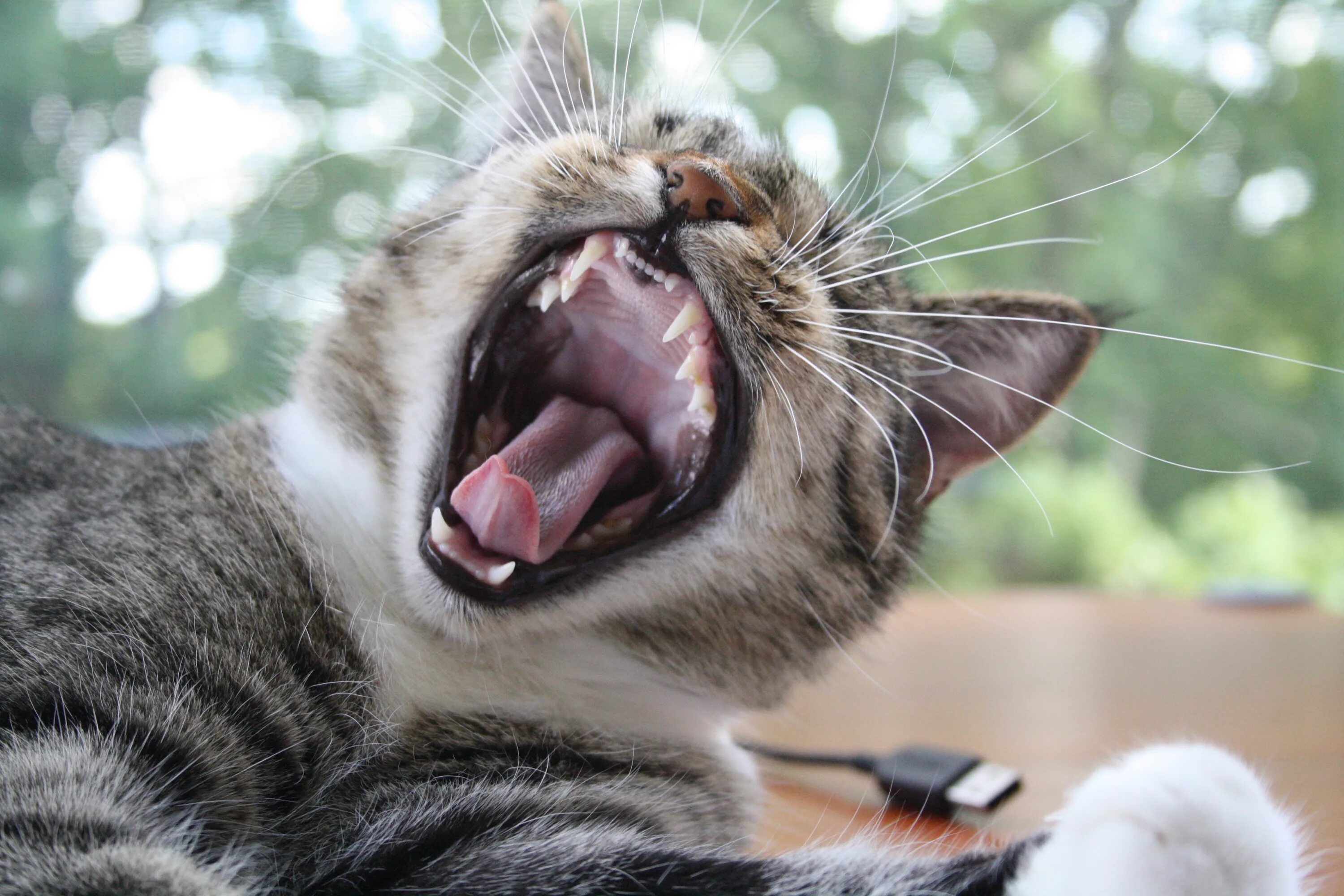 Кот зевает фото Cat Yawn free image download