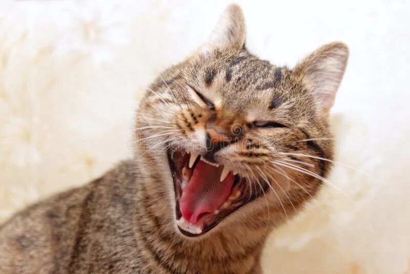 Кот зевает фото Cat yawning mouth full stock photo. Image of collar, darling - 43587954