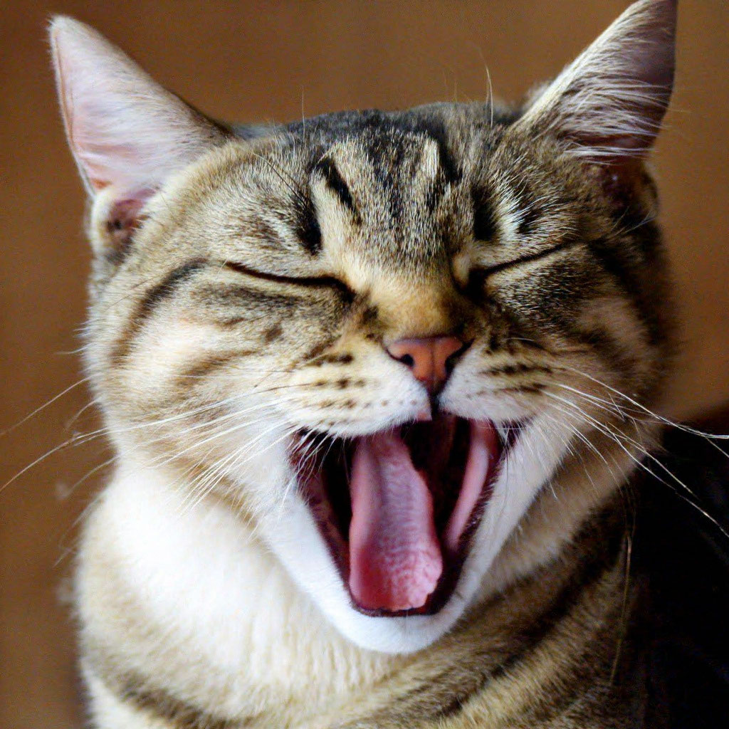 Кот зевает фото "The cat yawns" - image created in Shedevrum